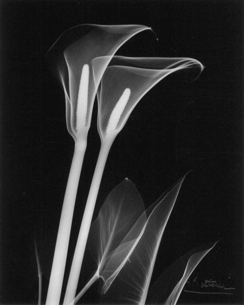 Calla Lily Close Up on Black art print by Albert Koetsier for $57.95 CAD