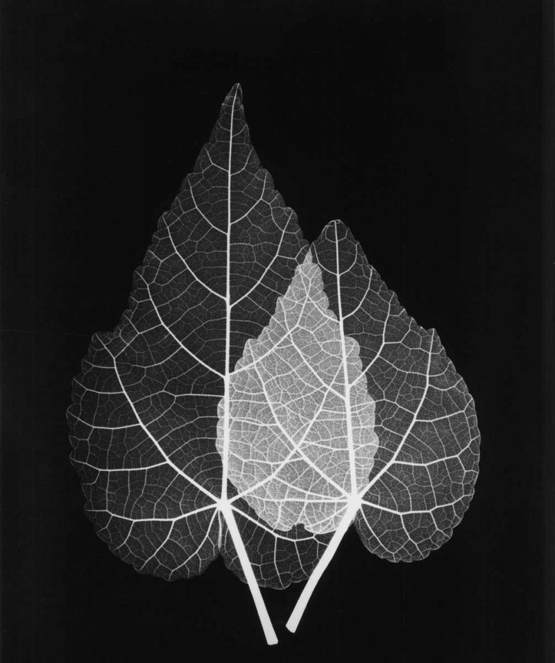 Sage Pair Close Up on Black art print by Albert Koetsier for $57.95 CAD