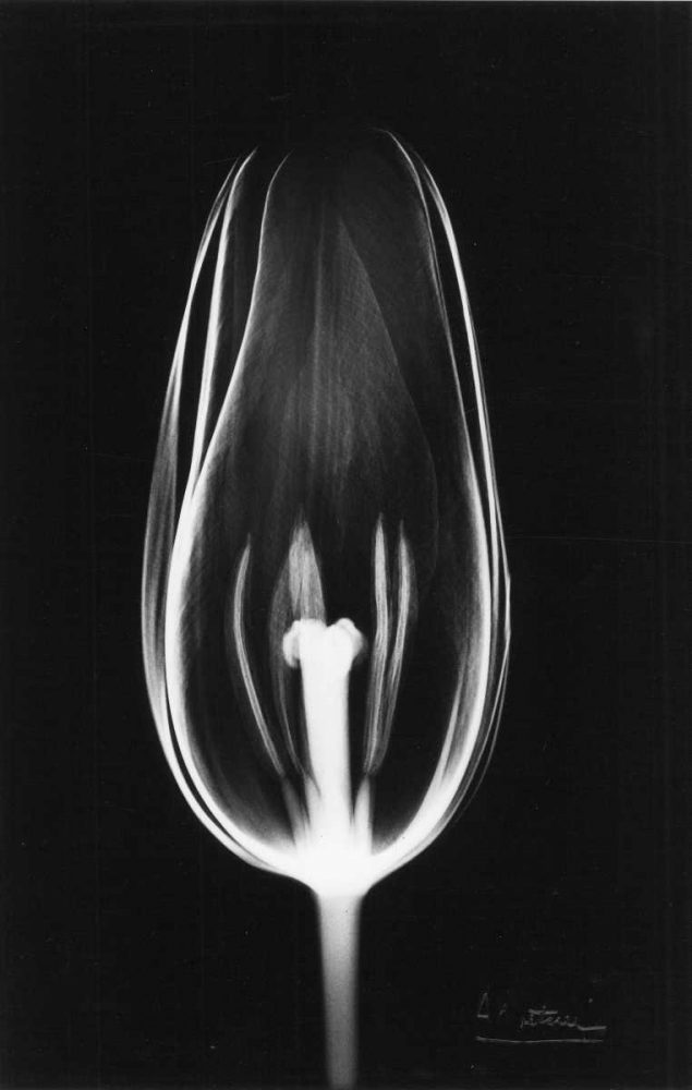 Tulip Close Up on Black art print by Albert Koetsier for $57.95 CAD