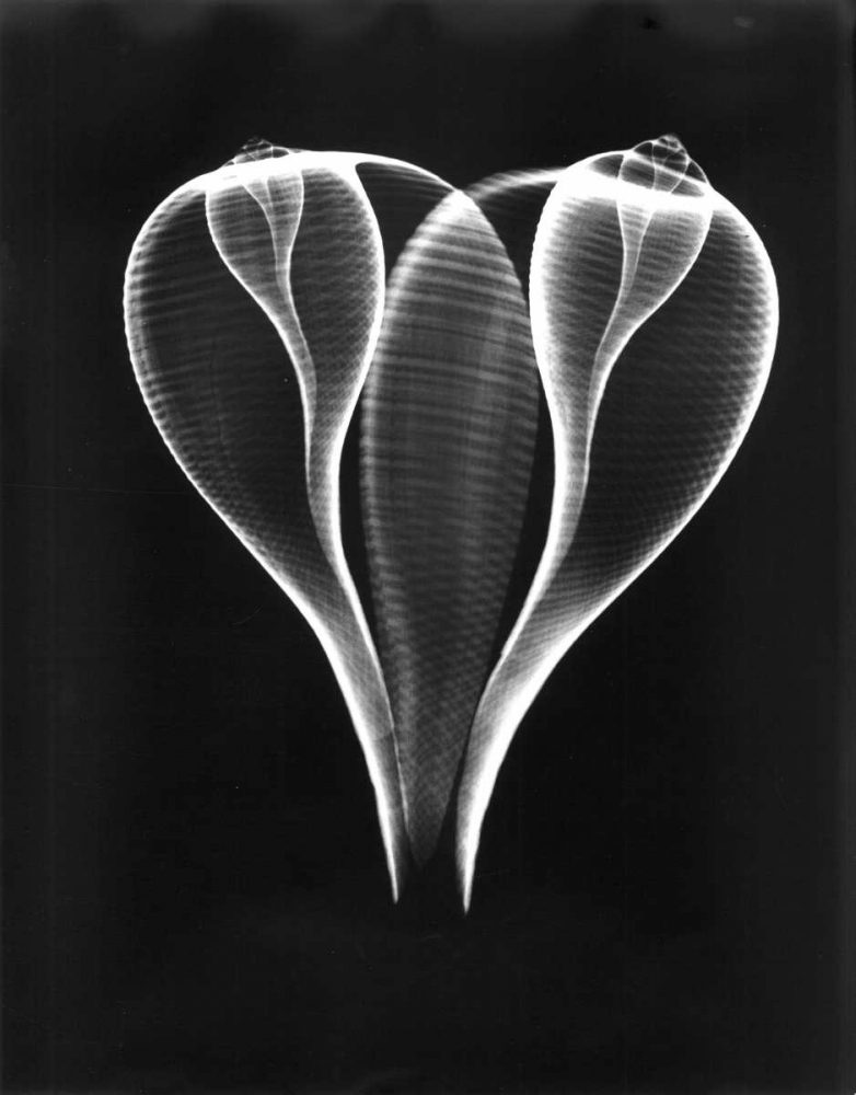Shell Close Up on Black art print by Albert Koetsier for $57.95 CAD