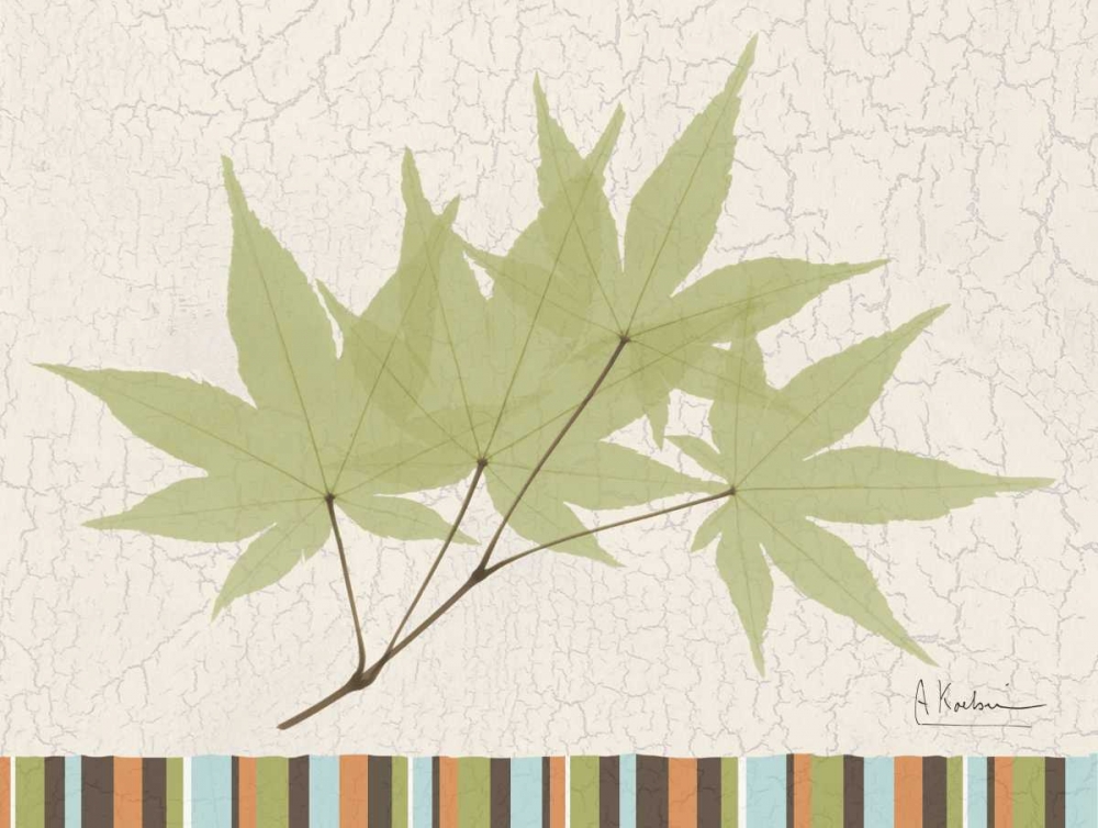 Trimmed Maple art print by Albert Koetsier for $57.95 CAD
