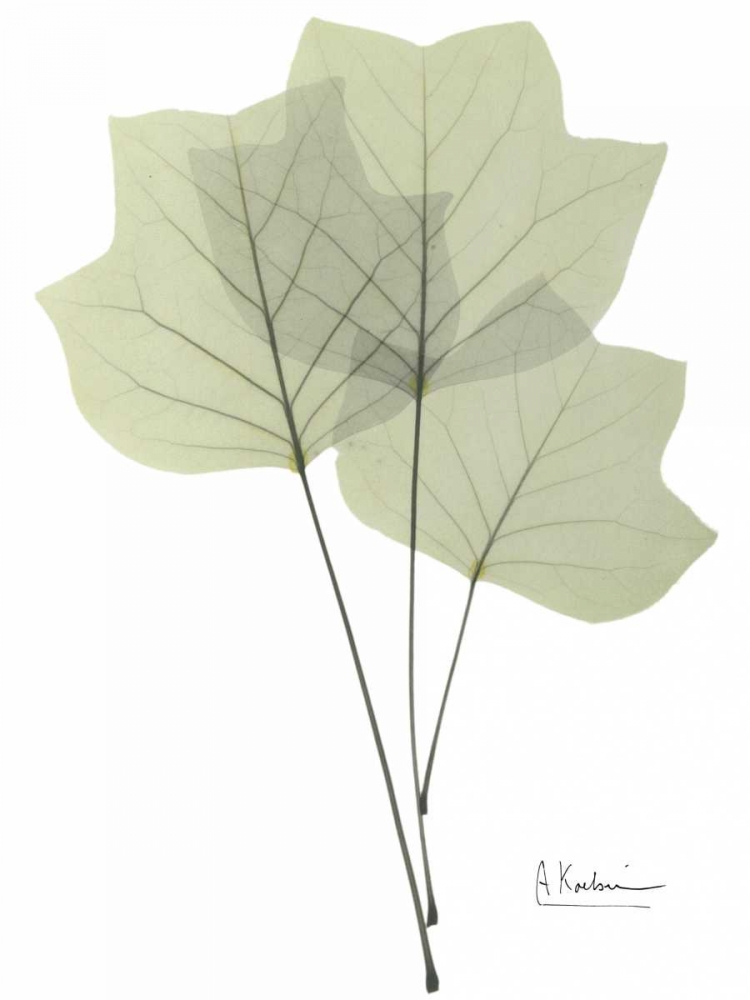 Tulip Tree in Green art print by Albert Koetsier for $57.95 CAD