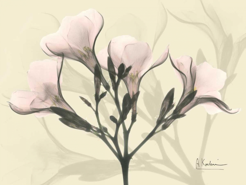 Oleander in Pink on Beige art print by Albert Koetsier for $57.95 CAD