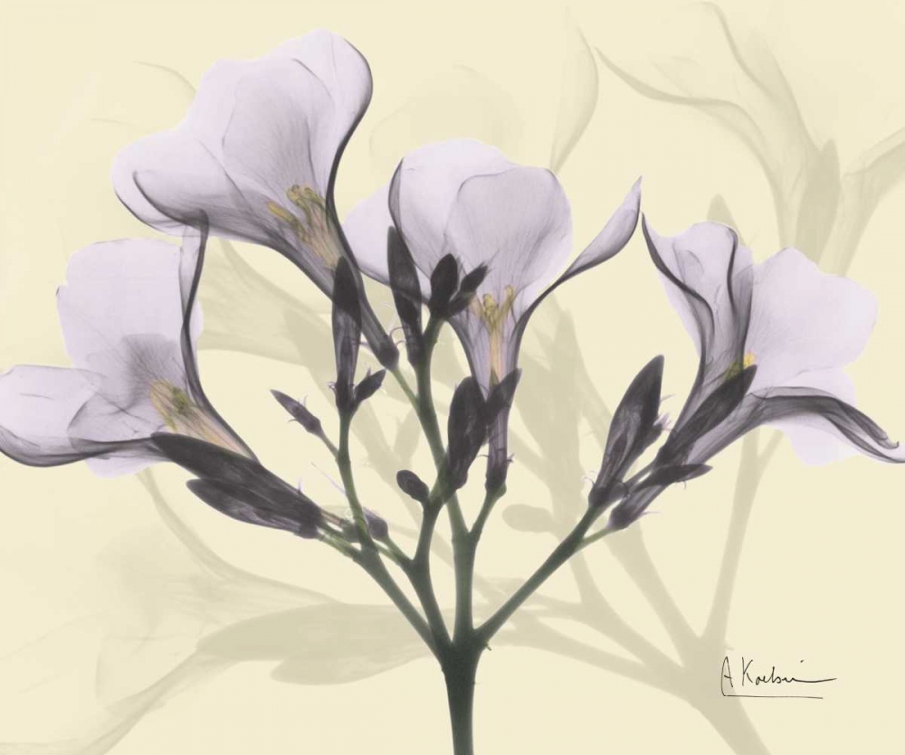 Oleander in Purple on Beige art print by Albert Koetsier for $57.95 CAD