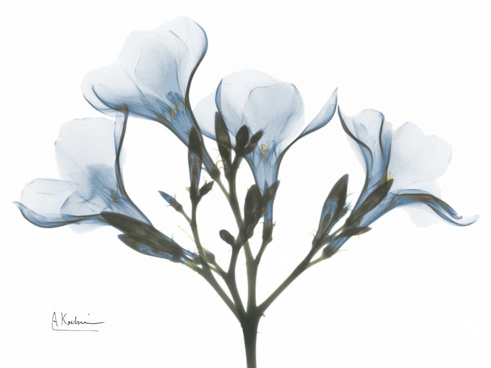 Oleander in Blue art print by Albert Koetsier for $57.95 CAD