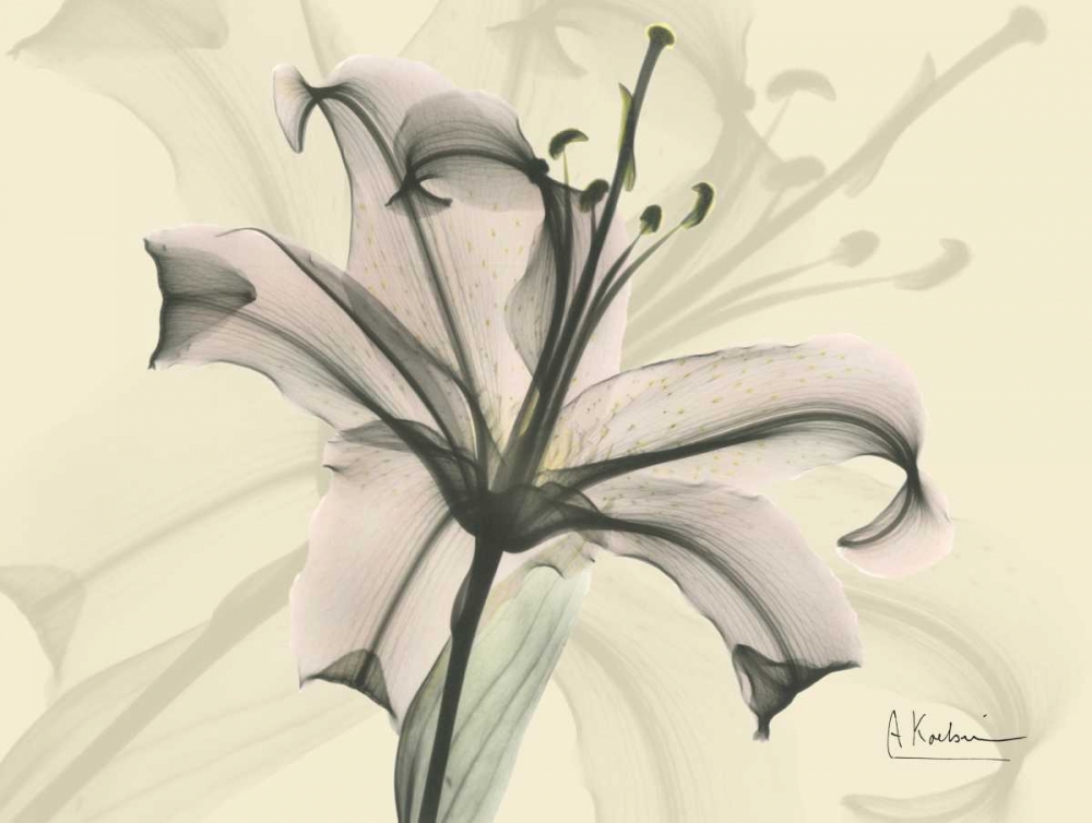 Lily in Pink on Beige art print by Albert Koetsier for $57.95 CAD
