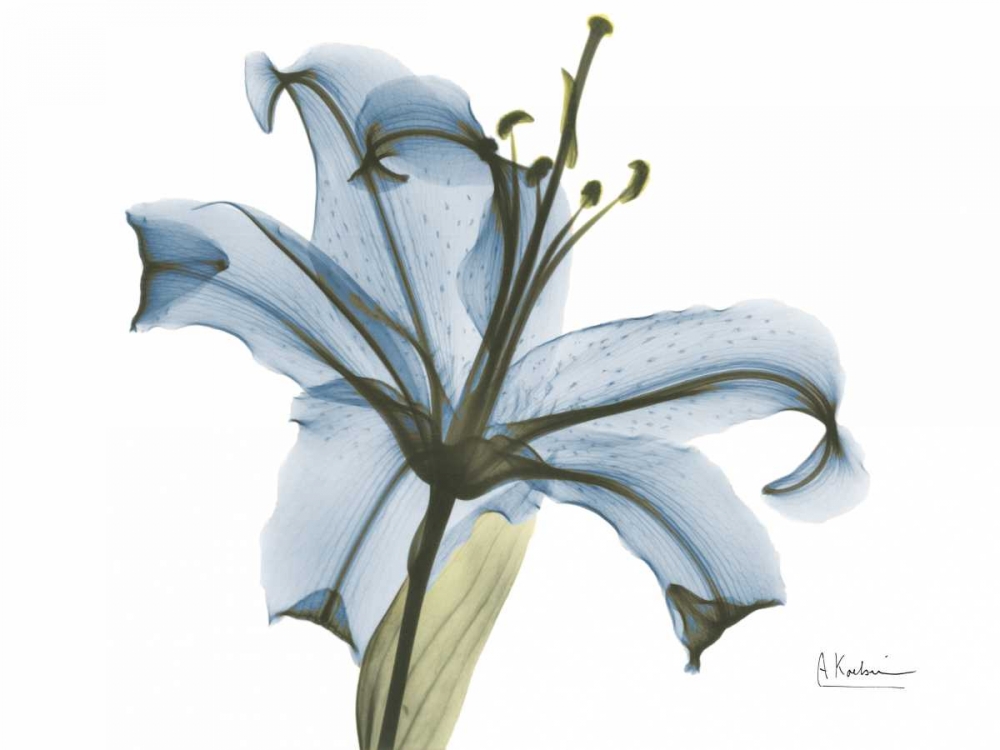 Lily in Pink on Blue art print by Albert Koetsier for $57.95 CAD