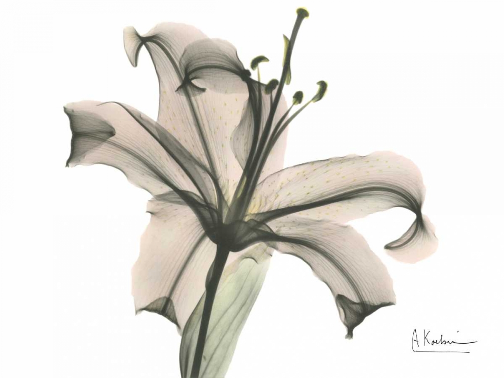 Lily in Pink art print by Albert Koetsier for $57.95 CAD
