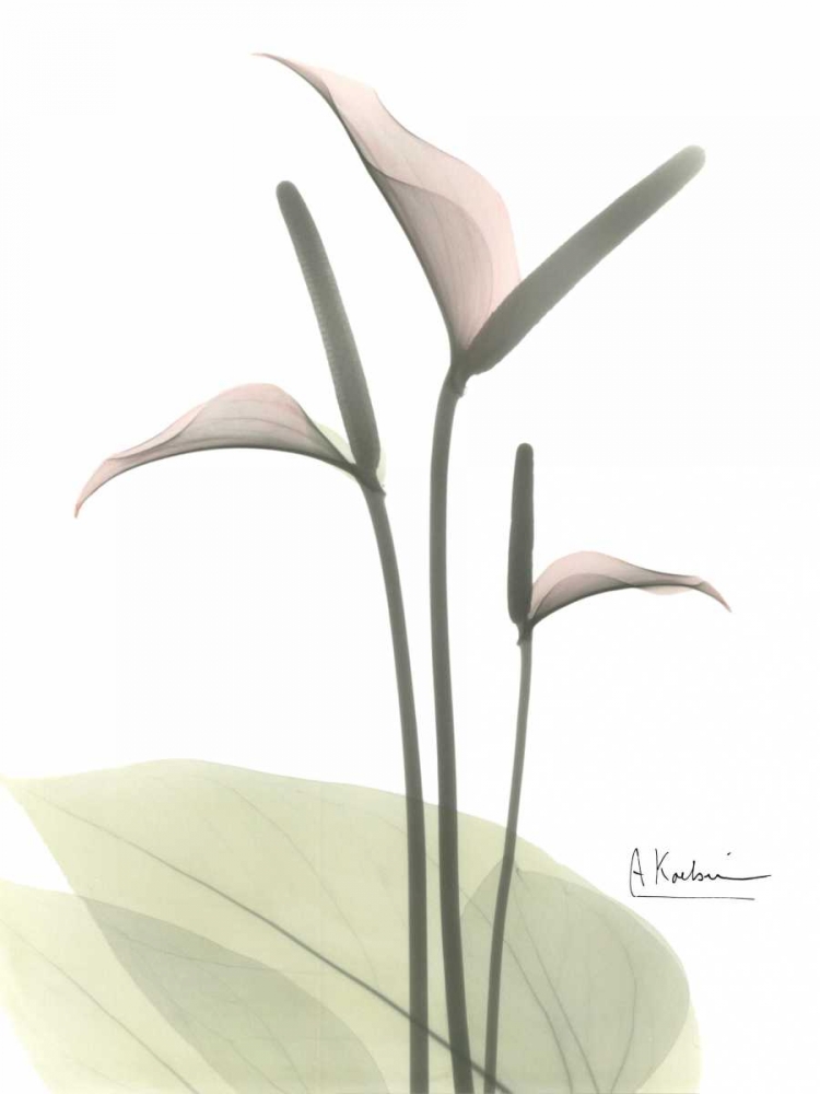 Flamingo in Color art print by Albert Koetsier for $57.95 CAD