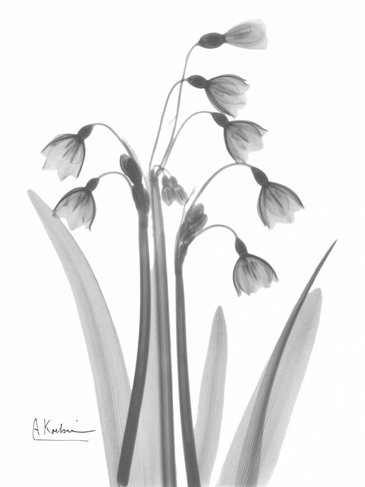 Snow Drop in BandW art print by Albert Koetsier for $57.95 CAD