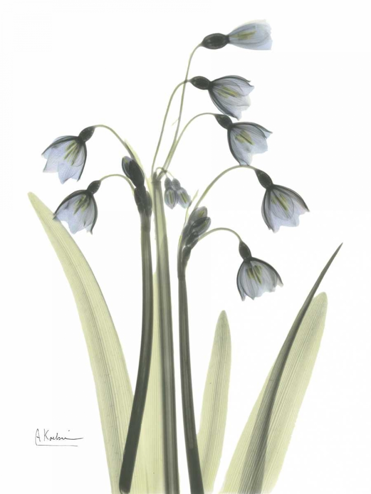Snow Drop in Color art print by Albert Koetsier for $57.95 CAD