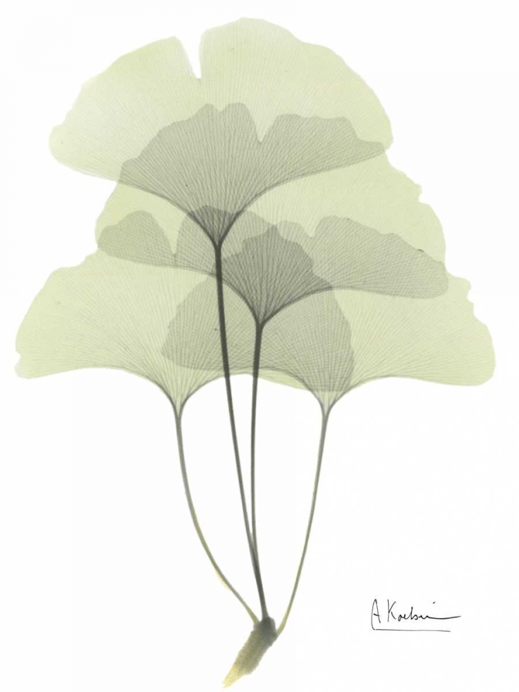 Gingko in Pale Green art print by Albert Koetsier for $57.95 CAD
