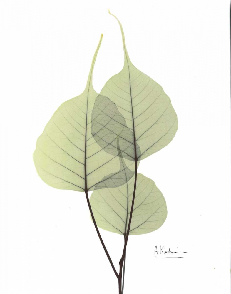 Bo Tree in Pale Green 2 art print by Albert Koetsier for $57.95 CAD