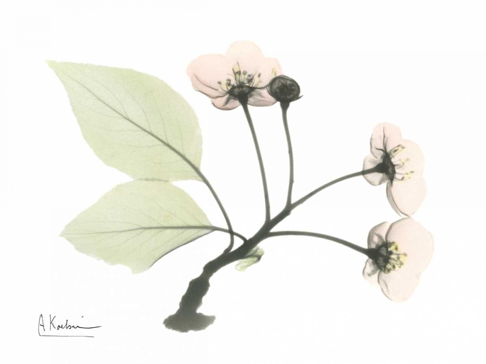 Wild Cherry art print by Albert Koetsier for $57.95 CAD