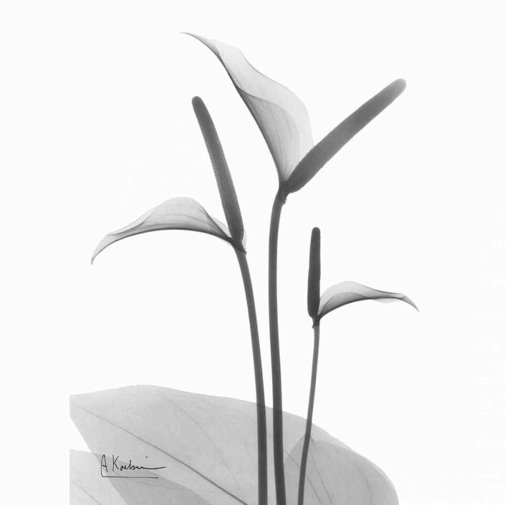 Flamingo Plant in BandW art print by Albert Koetsier for $57.95 CAD