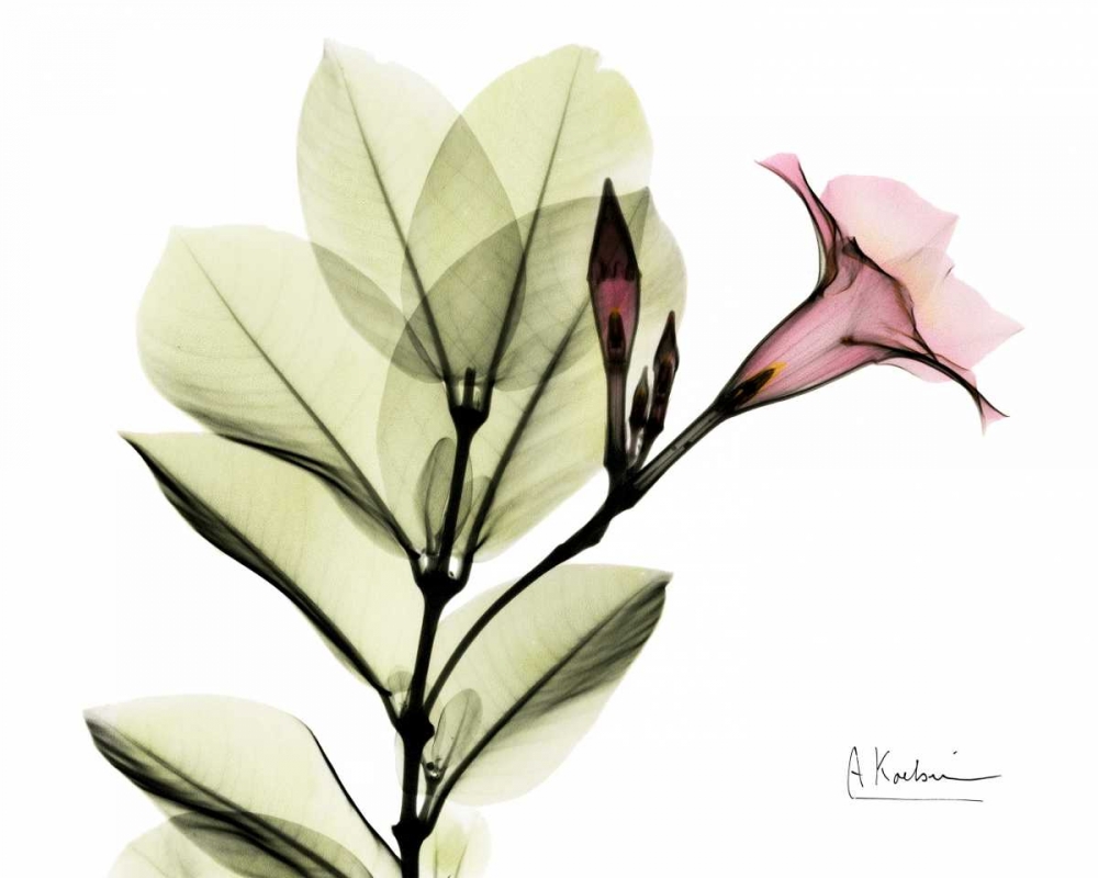 Pink Mandelila art print by Albert Koetsier for $57.95 CAD