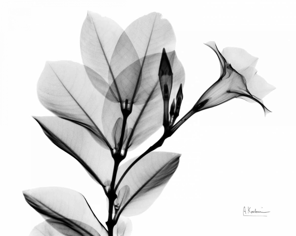 Mandelilla L265 art print by Albert Koetsier for $57.95 CAD