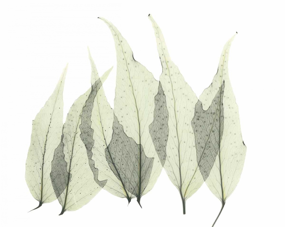Japanese Fern in Green art print by Albert Koetsier for $57.95 CAD