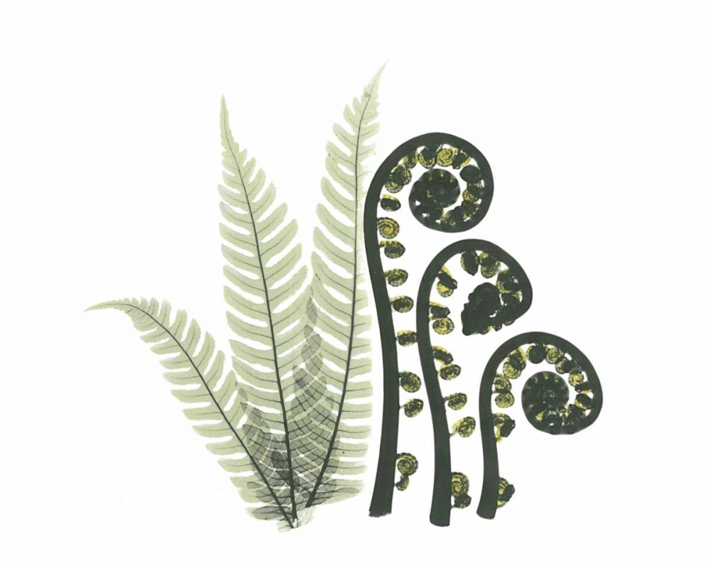 Tree and Fiddle Fern in Green art print by Albert Koetsier for $57.95 CAD