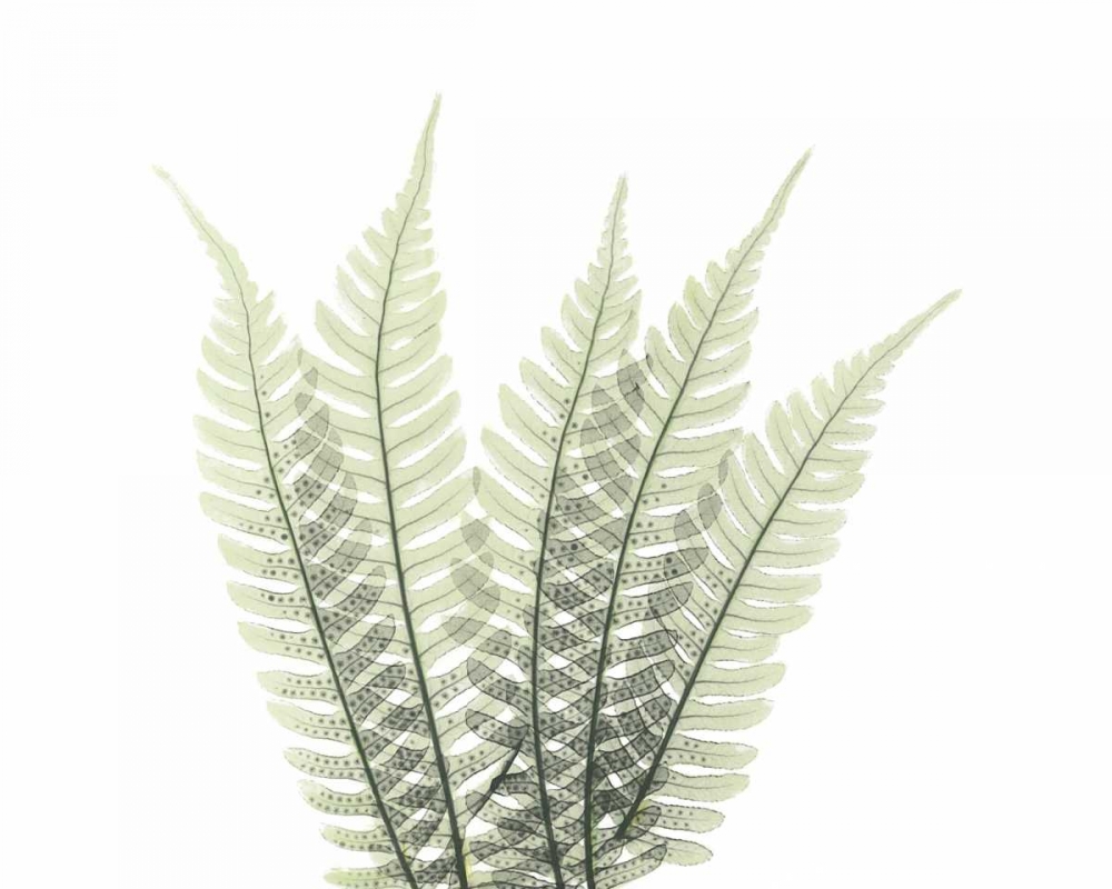 Tree Fern in Green 2 art print by Albert Koetsier for $57.95 CAD