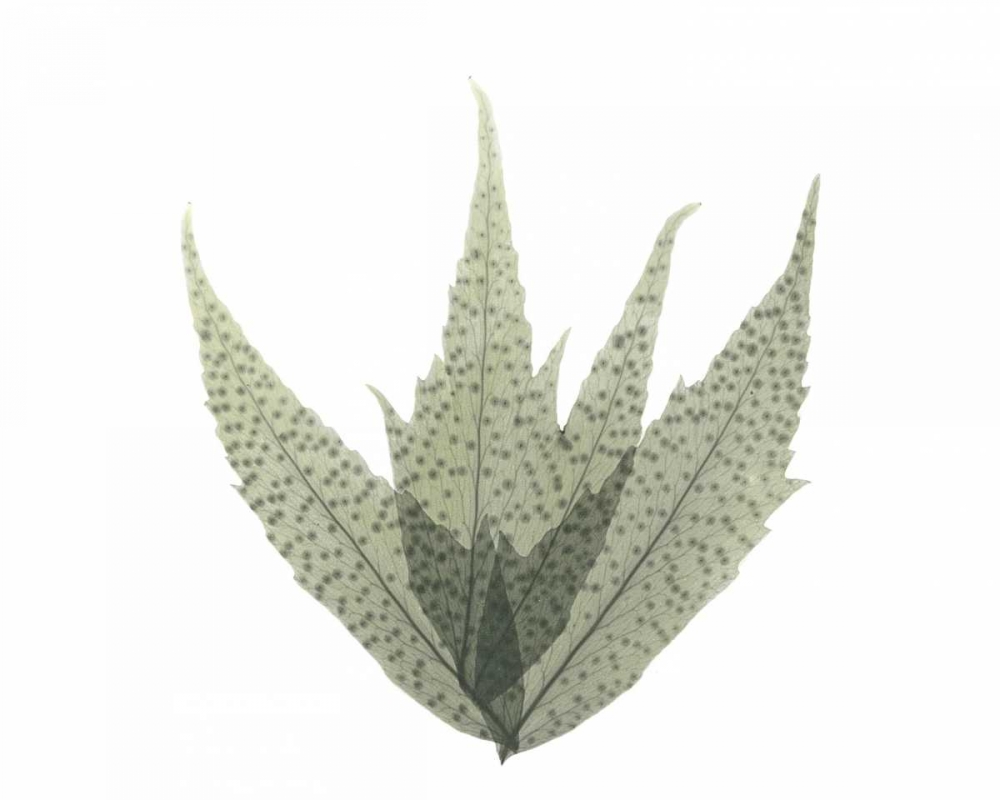 Japanese Fern in Green 2 art print by Albert Koetsier for $57.95 CAD