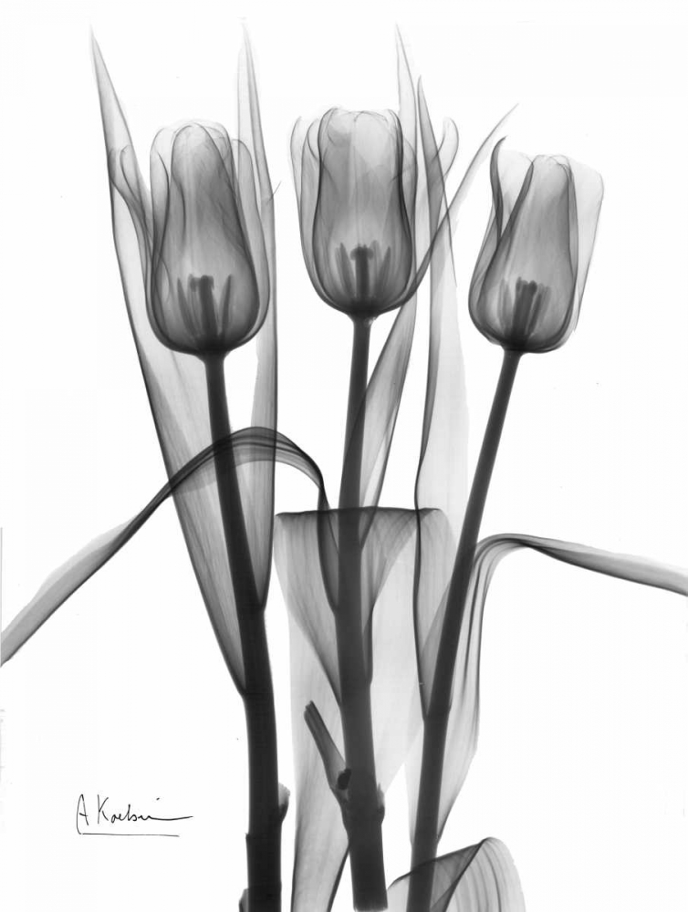 Triplet Tulips in BandW art print by Albert Koetsier for $57.95 CAD