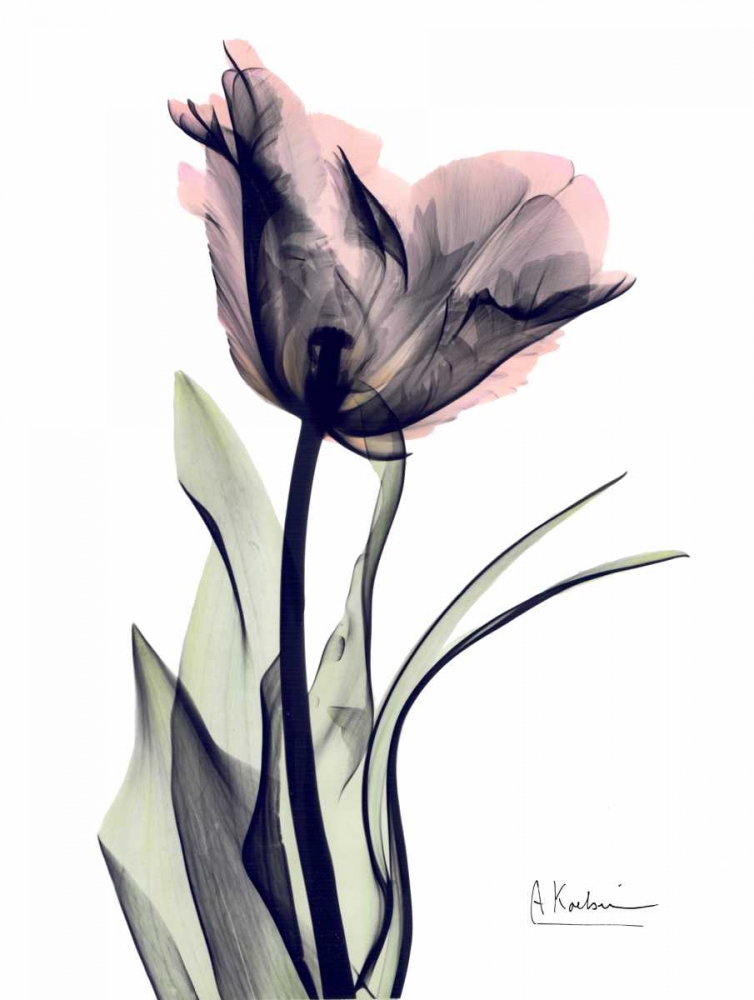 Single Tulip in Color art print by Albert Koetsier for $57.95 CAD