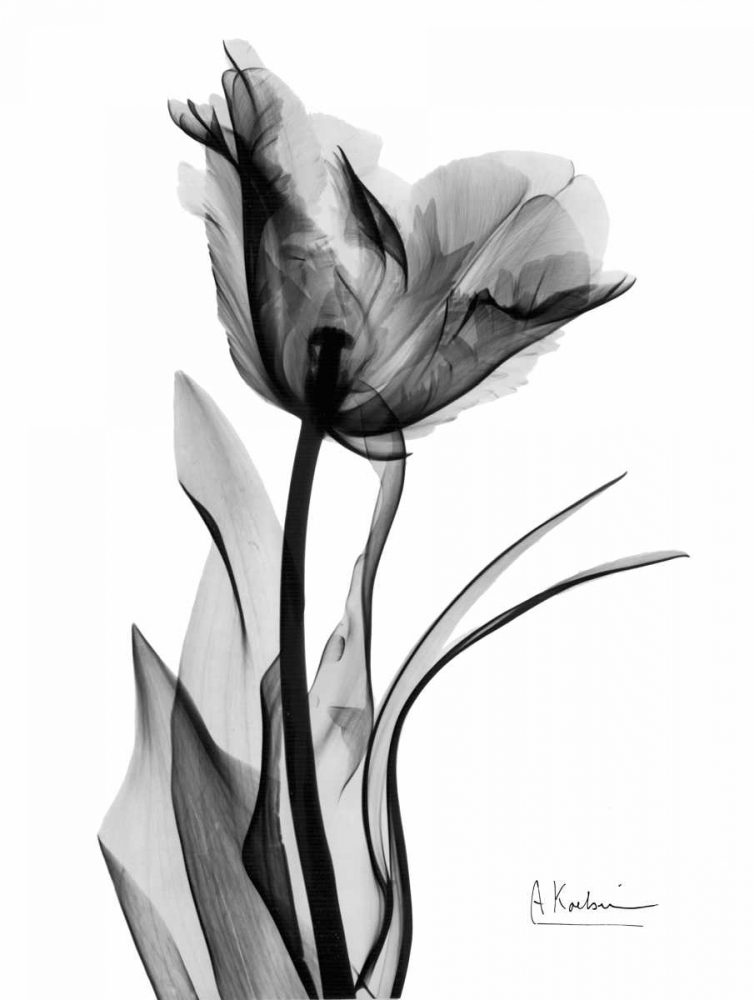 Single Tulip in BandW art print by Albert Koetsier for $57.95 CAD
