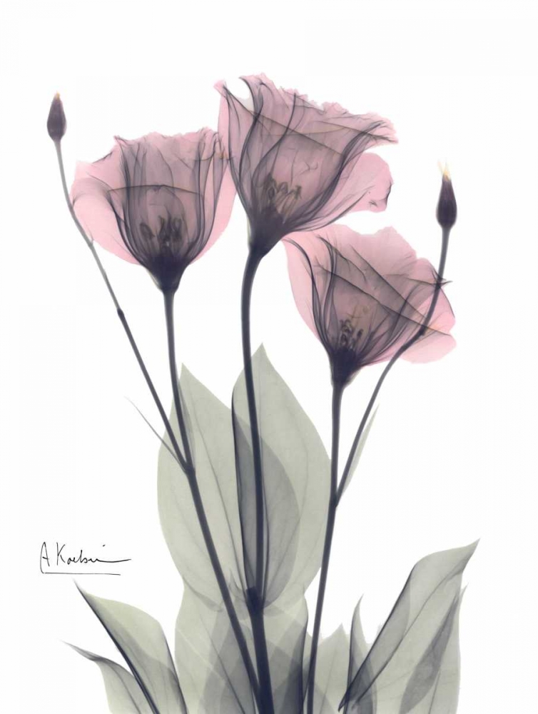 Three Gentian in Color art print by Albert Koetsier for $57.95 CAD