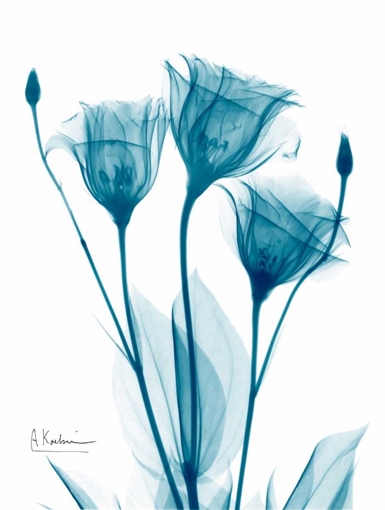 Three Gentian in Blue art print by Albert Koetsier for $57.95 CAD