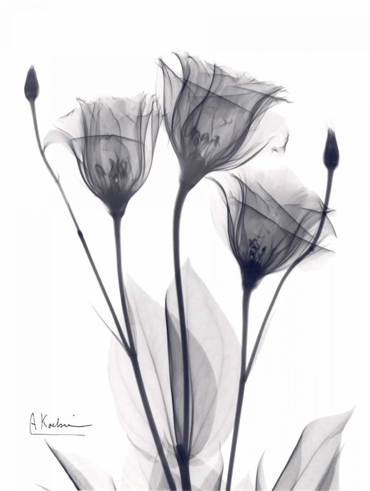 Three Gentian in BandW art print by Albert Koetsier for $57.95 CAD