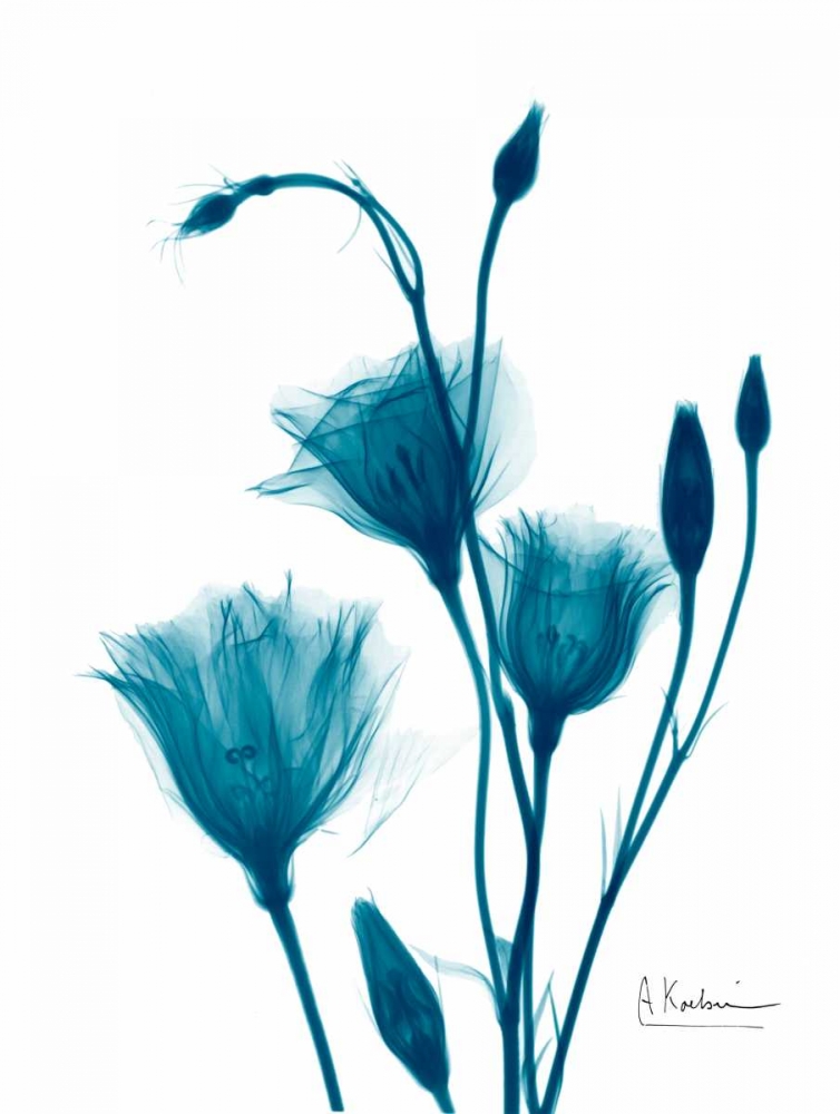 Bouquet of Gentian in Blue art print by Albert Koetsier for $57.95 CAD
