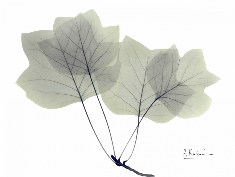 Tulip Tree in Green art print by Albert Koetsier for $57.95 CAD