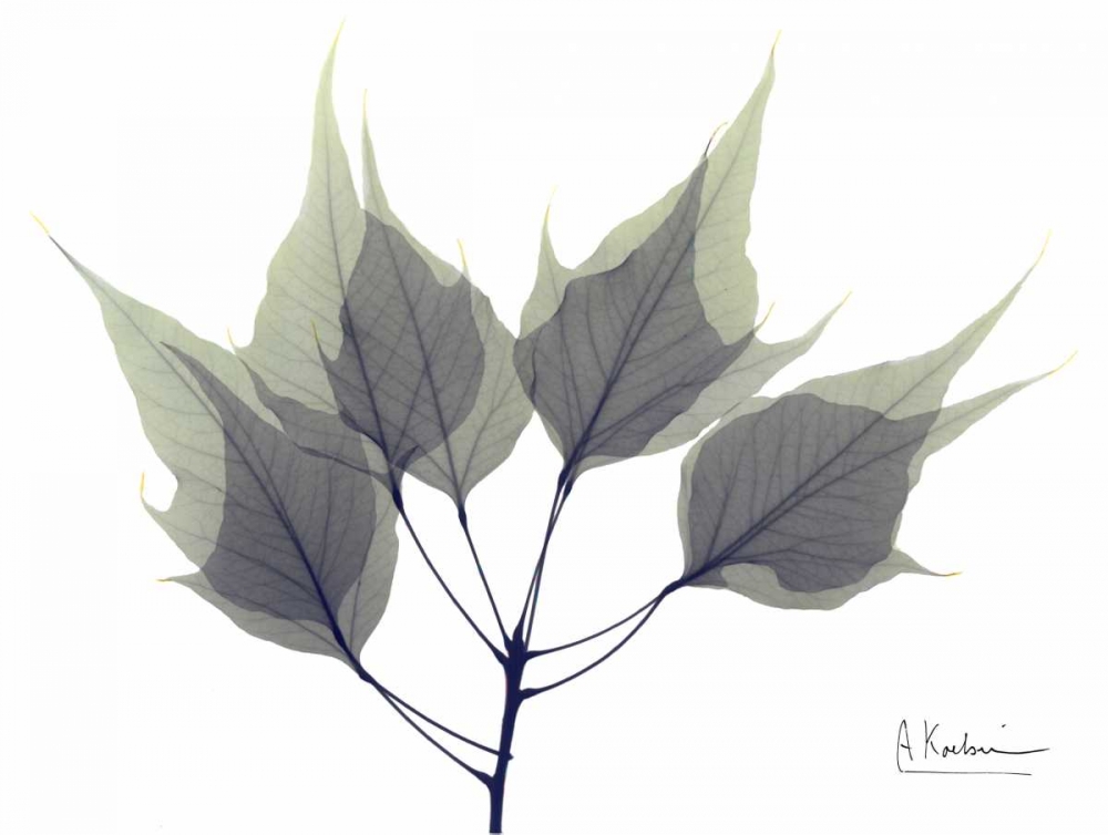 Father David Maple in Green art print by Albert Koetsier for $57.95 CAD