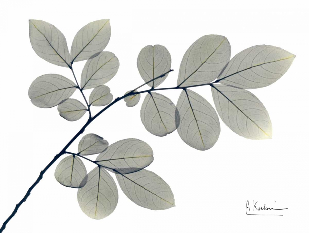 Myrtle Tree in Green art print by Albert Koetsier for $57.95 CAD