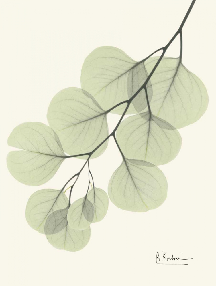 Eucalyptus Leaves in Green art print by Albert Koetsier for $57.95 CAD
