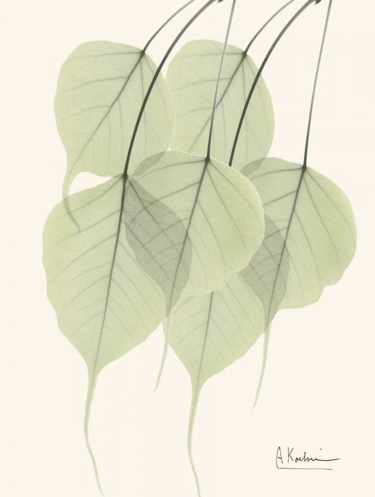 Bo Tree Leaves in Green art print by Albert Koetsier for $57.95 CAD