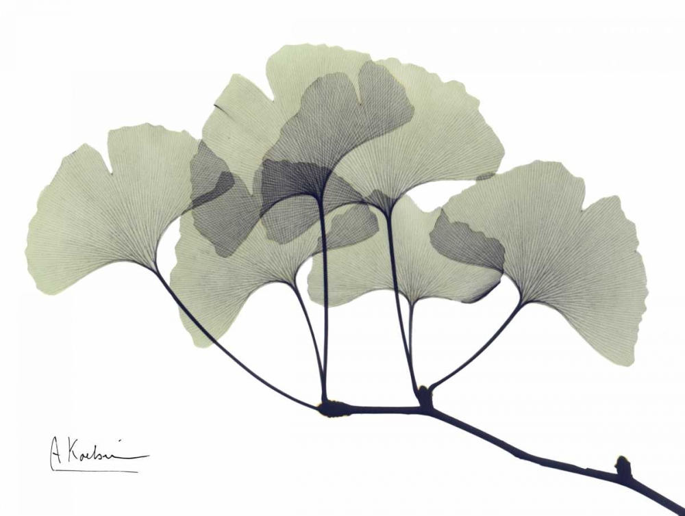 Gingko Leaves in Green art print by Albert Koetsier for $57.95 CAD