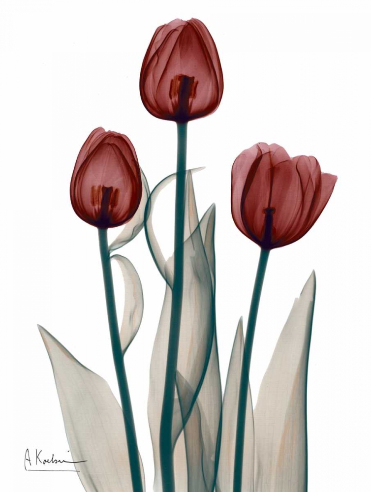 Early Tulips in Red art print by Albert Koetsier for $57.95 CAD