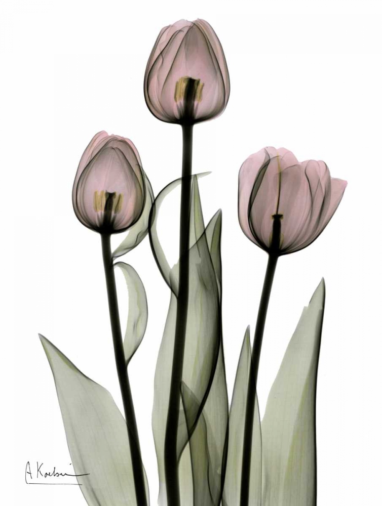 Early Tulips in Pink art print by Albert Koetsier for $57.95 CAD