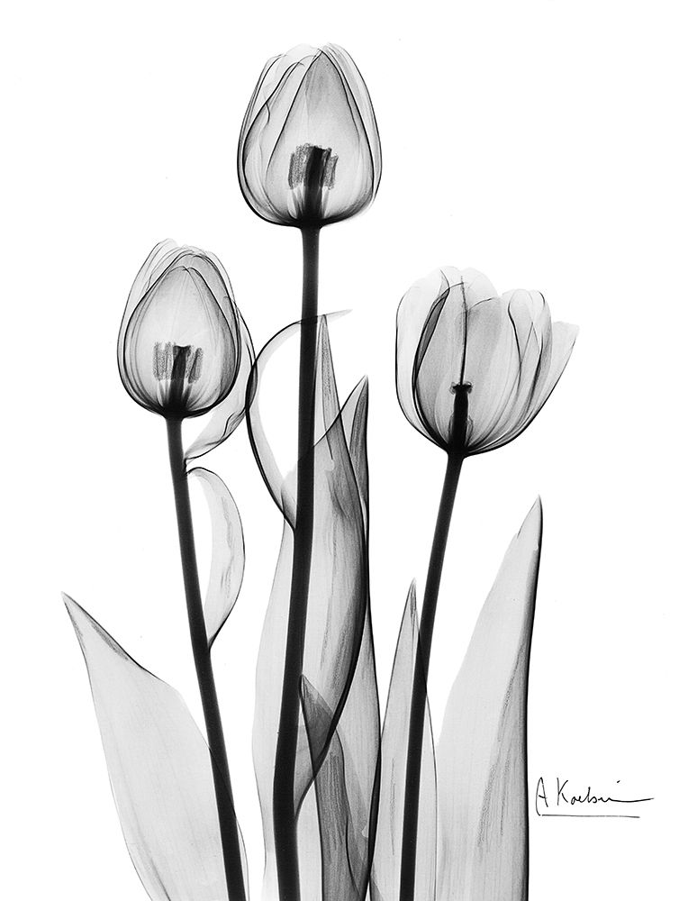 Tulips Black and White art print by Albert Koetsier for $57.95 CAD