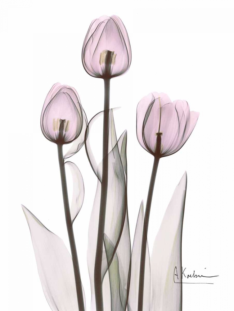 Early Tulips in Lavender art print by Albert Koetsier for $57.95 CAD