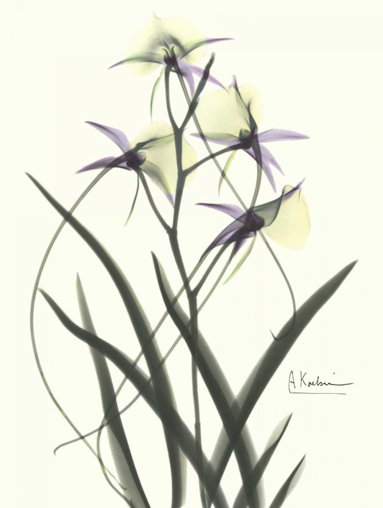 Orchids a Plenty in Purple and Yellow art print by Albert Koetsier for $57.95 CAD