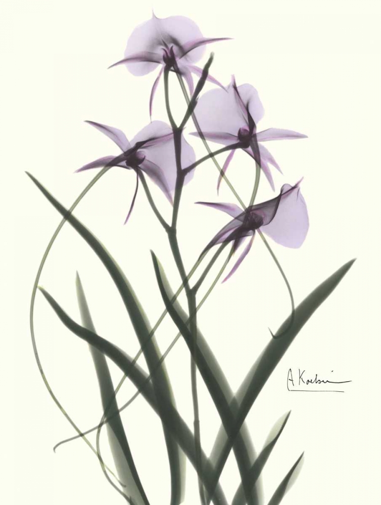 Orchids a Plenty in Purple art print by Albert Koetsier for $57.95 CAD