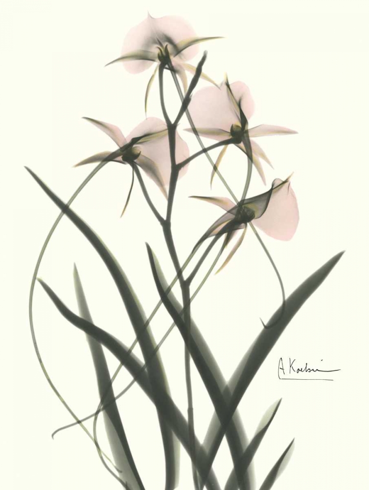 Orchids a Plenty in Pink art print by Albert Koetsier for $57.95 CAD