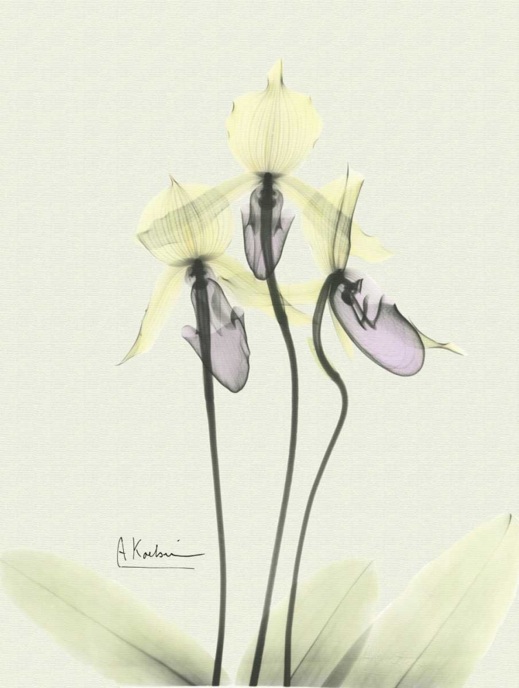 Lovely Orchids 3 art print by Albert Koetsier for $57.95 CAD