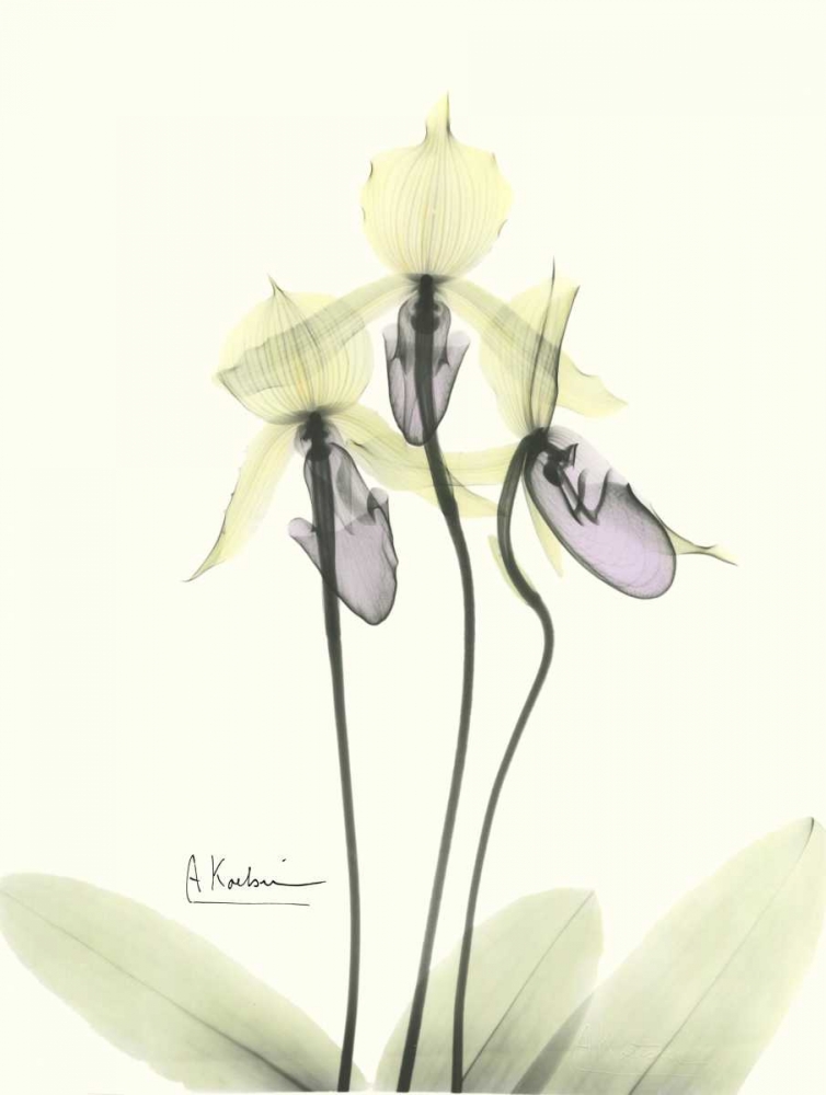 Lovely Orchids 2 art print by Albert Koetsier for $57.95 CAD