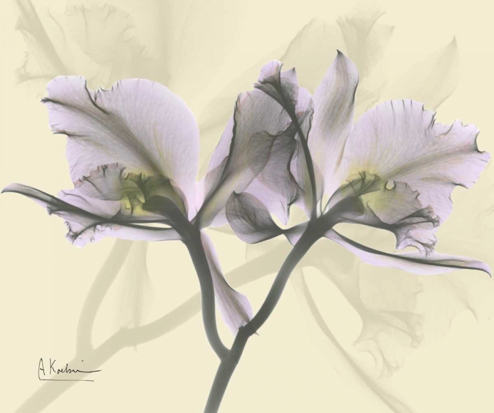 Beautiful Orchid in Purple on Beige art print by Albert Koetsier for $57.95 CAD