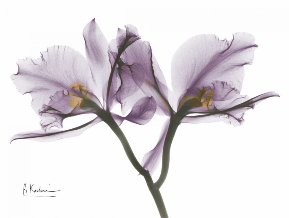 Beautiful Orchid in Purple 2 art print by Albert Koetsier for $57.95 CAD