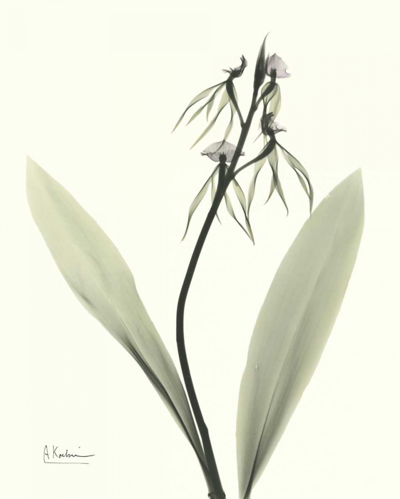 Single Orchid art print by Albert Koetsier for $57.95 CAD